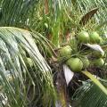 Green Coconuts