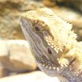 Bearded Dragon Lizard