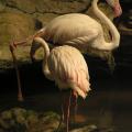 Flamingos