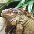 Unknown Lizard
