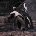African Penguins