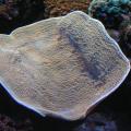 Underwater Plants