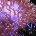 Anemone