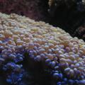 Underwater Plants