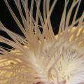 Sea Anemone