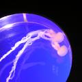 Illuminated Jellyfish