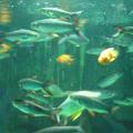 Various Fish