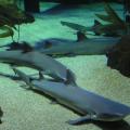 Sharks