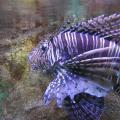 Dragon Fish