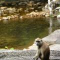 Long-tailed Macaque