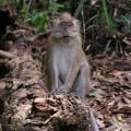 Long-tailed Macaque