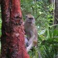 Long-tailed Macaque