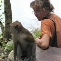 Long-tailed Macaque:<BR />Just wanted food