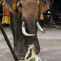 Dining Elephant