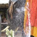 Showering Elephant
