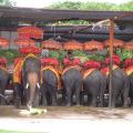 Elephants