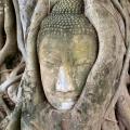 Wat Mahathat:<BR />Probably the most photographed Buddha head