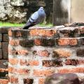 Wat Ratchaburana:<BR />They have pigeons in Thailand too